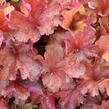 Dlužicha 'Rio' - Heuchera hybrida 'Rio'