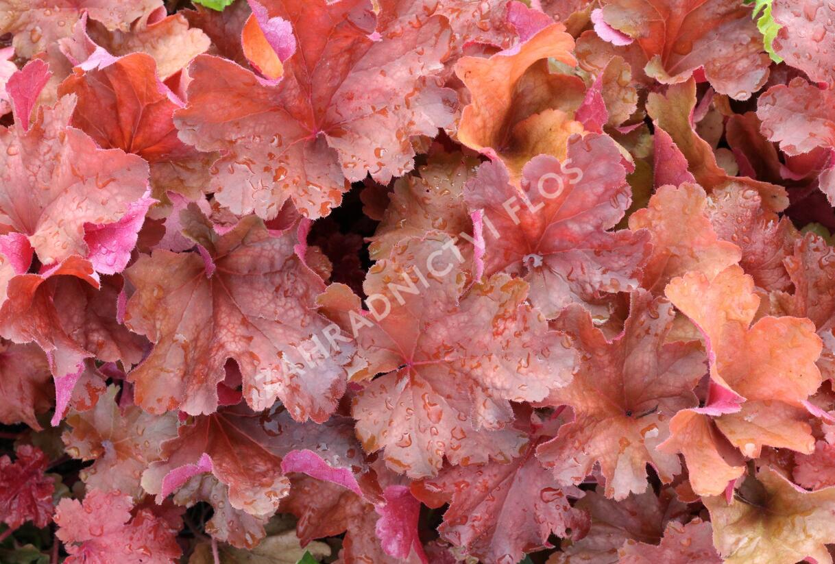 Dlužicha 'Rio' - Heuchera hybrida 'Rio'