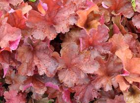 Dlužicha 'Rio' - Heuchera hybrida 'Rio'