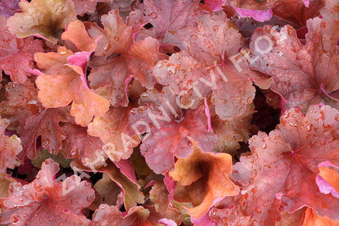 Dlužicha 'Rio' - Heuchera hybrida 'Rio'