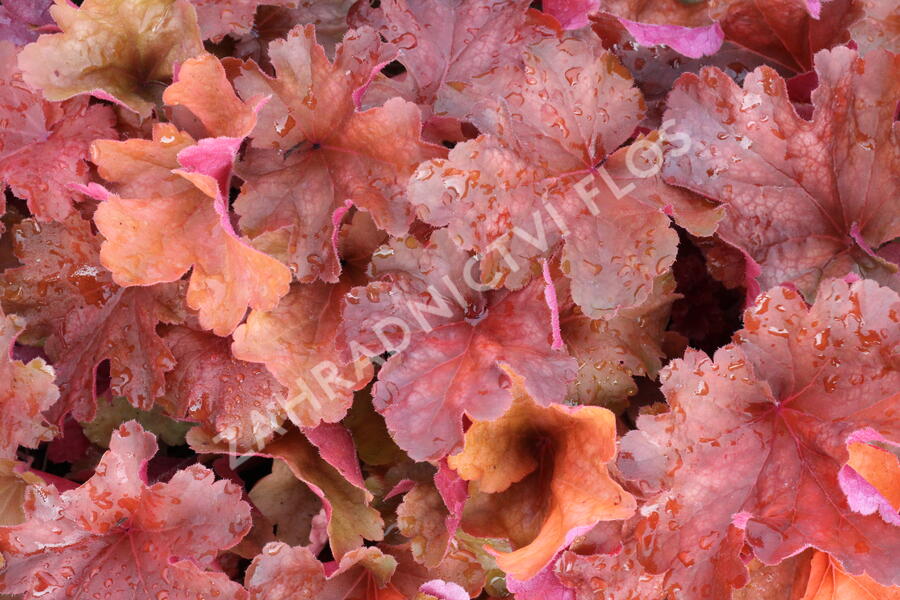 Dlužicha 'Rio' - Heuchera hybrida 'Rio'