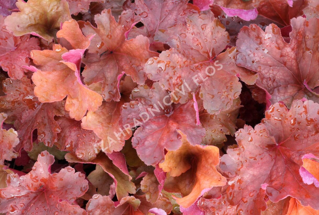 Dlužicha 'Rio' - Heuchera hybrida 'Rio'