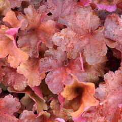 Dlužicha 'Rio' - Heuchera hybrida 'Rio'
