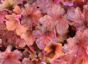 Dlužicha 'Rio' - Heuchera hybrida 'Rio'