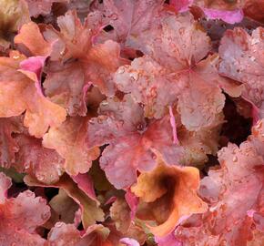 Dlužicha 'Rio' - Heuchera hybrida 'Rio'