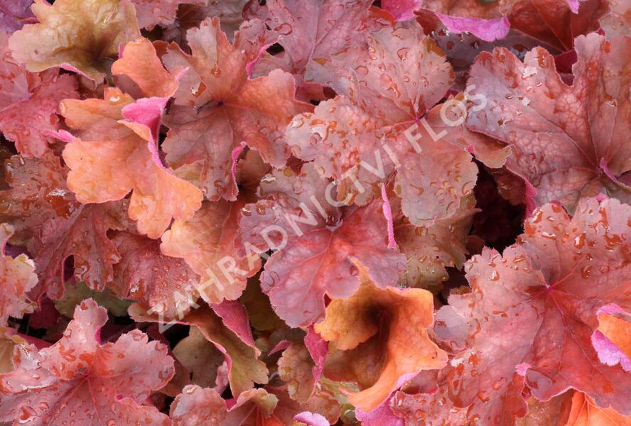 Dlužicha 'Rio' - Heuchera hybrida 'Rio'