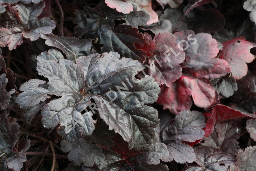 Dlužela 'Onyx' - Heucherella hybrida 'Onyx'