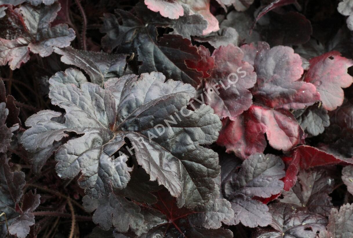 Dlužela 'Onyx' - Heucherella hybrida 'Onyx'