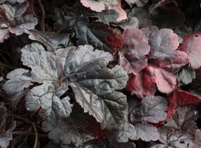 Dlužela 'Onyx' - Heucherella hybrida 'Onyx'
