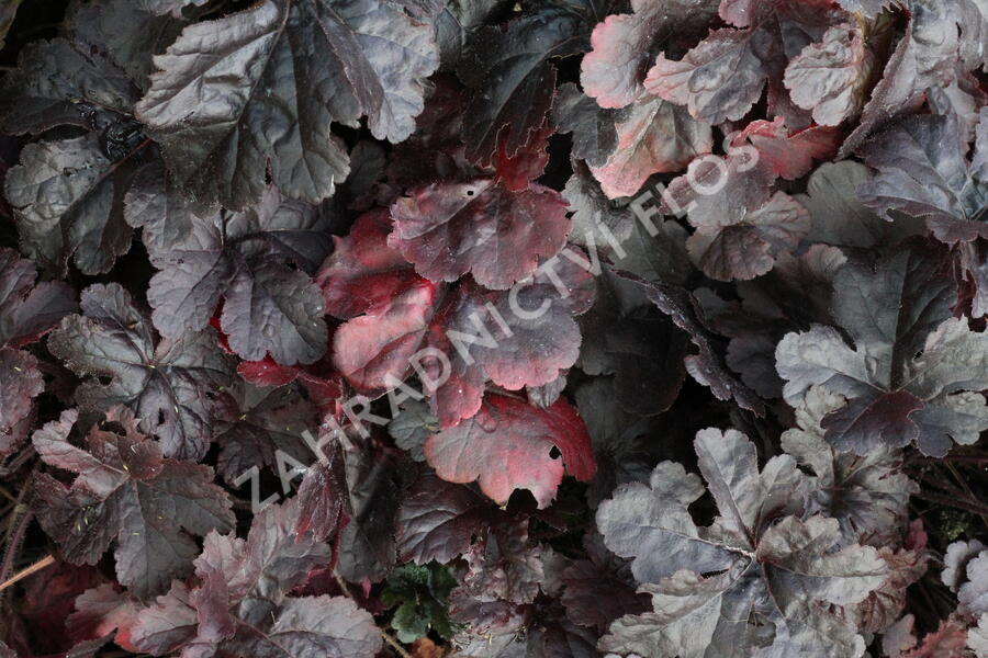 Dlužela 'Onyx' - Heucherella hybrida 'Onyx'