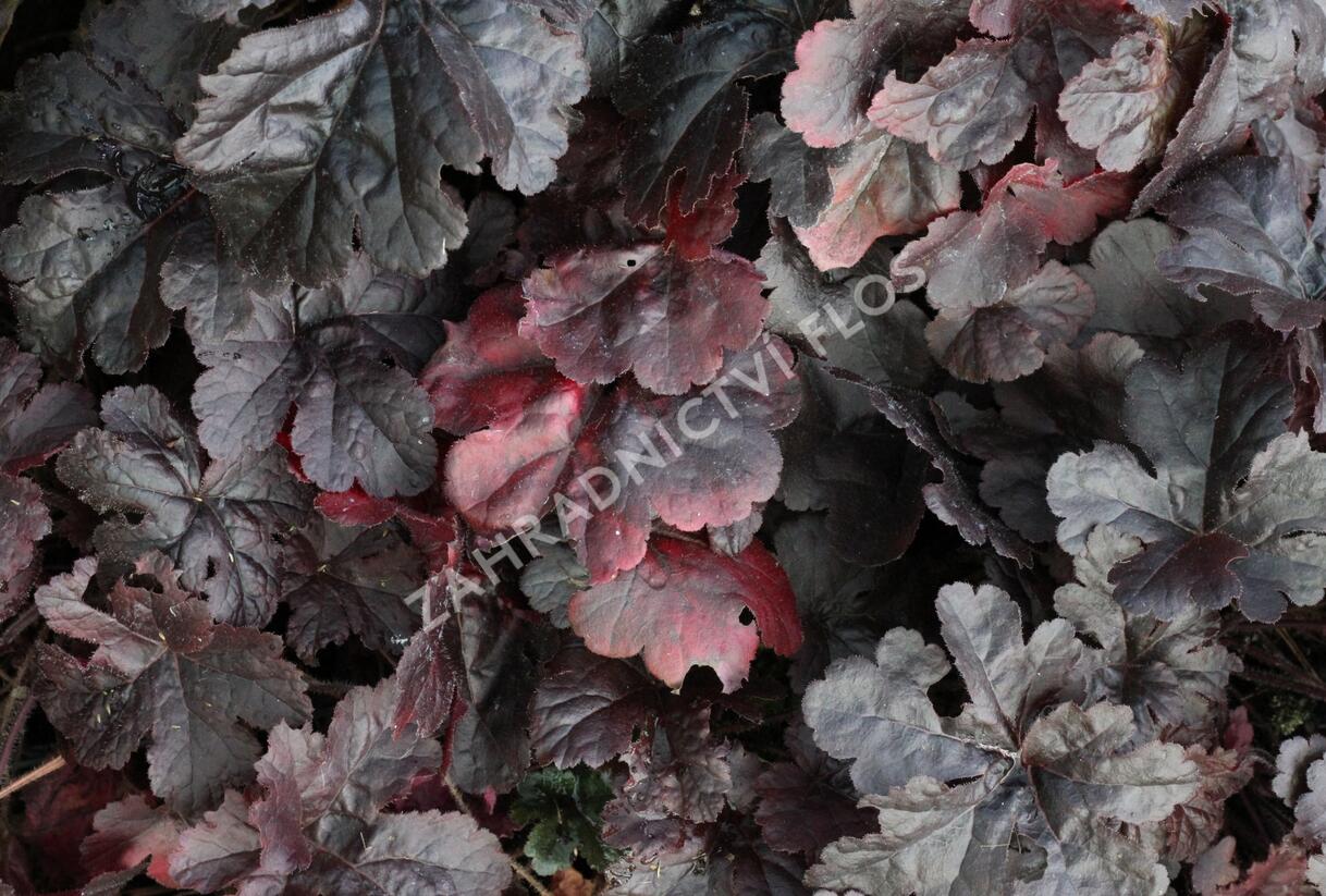 Dlužela 'Onyx' - Heucherella hybrida 'Onyx'