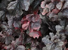 Dlužela 'Onyx' - Heucherella hybrida 'Onyx'