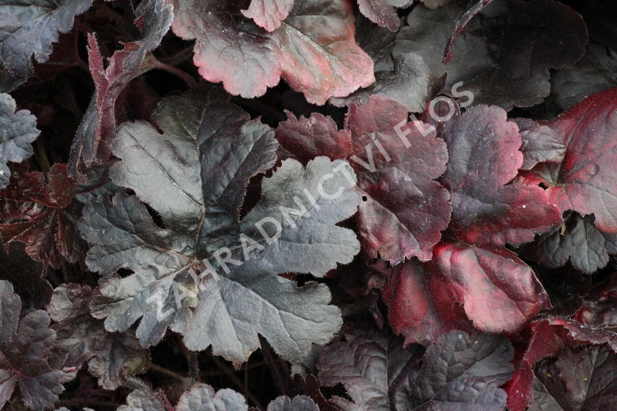 Dlužela 'Onyx' - Heucherella hybrida 'Onyx'
