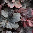 Dlužela 'Onyx' - Heucherella hybrida 'Onyx'