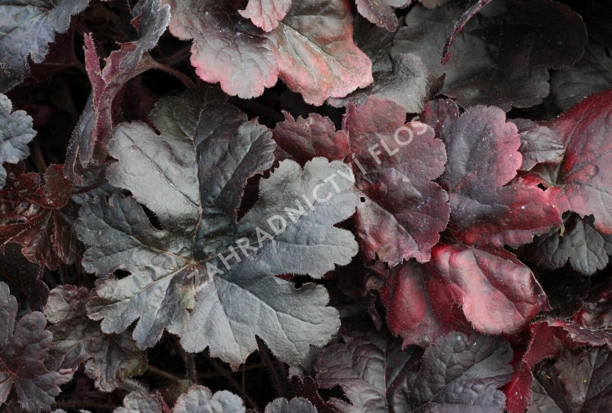 Dlužela 'Onyx' - Heucherella hybrida 'Onyx'