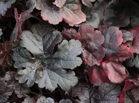 Dlužela 'Onyx' - Heucherella hybrida 'Onyx'