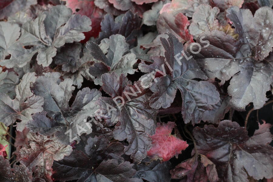 Dlužela 'Onyx' - Heucherella hybrida 'Onyx'