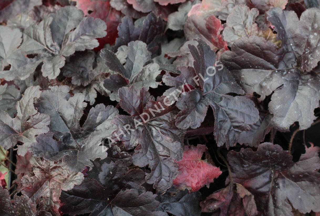 Dlužela 'Onyx' - Heucherella hybrida 'Onyx'