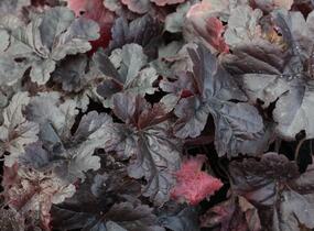 Dlužela 'Onyx' - Heucherella hybrida 'Onyx'
