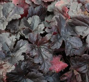 Dlužela 'Onyx' - Heucherella hybrida 'Onyx'