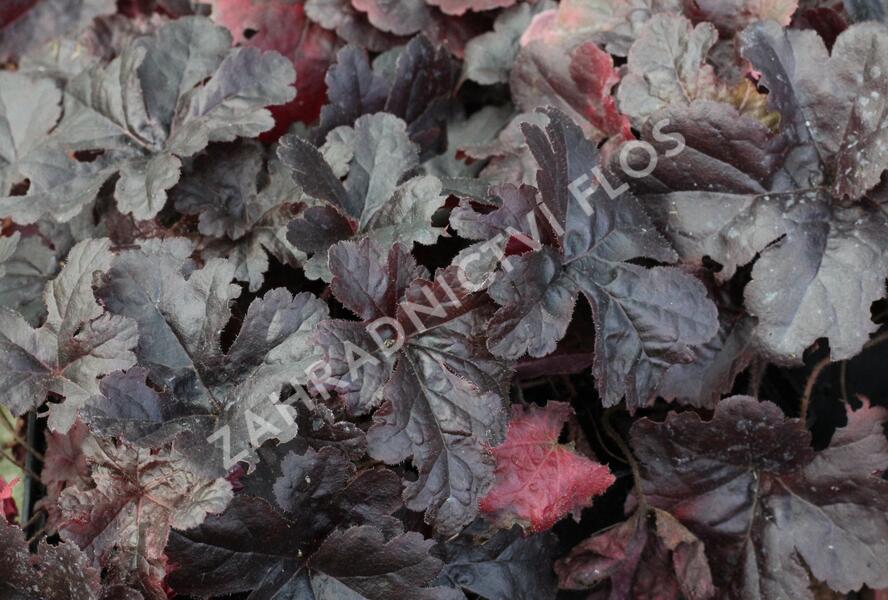 Dlužela 'Onyx' - Heucherella hybrida 'Onyx'