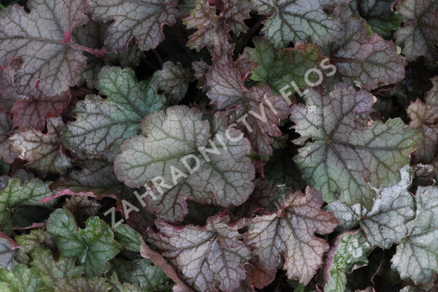 Dlužela 'Cracked Ice' - Heucherella hybrida 'Cracked Ice'
