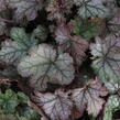 Dlužela 'Cracked Ice' - Heucherella hybrida 'Cracked Ice'