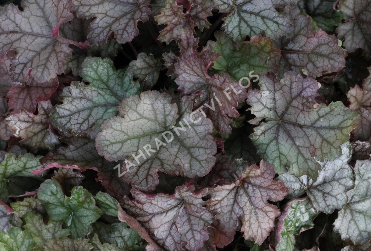 Dlužela 'Cracked Ice' - Heucherella hybrida 'Cracked Ice'