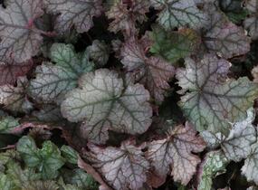 Dlužela 'Cracked Ice' - Heucherella hybrida 'Cracked Ice'