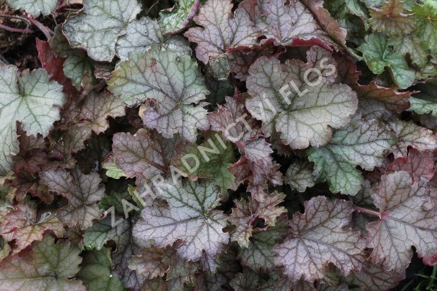 Dlužela 'Cracked Ice' - Heucherella hybrida 'Cracked Ice'