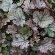 Dlužela 'Cracked Ice' - Heucherella hybrida 'Cracked Ice'