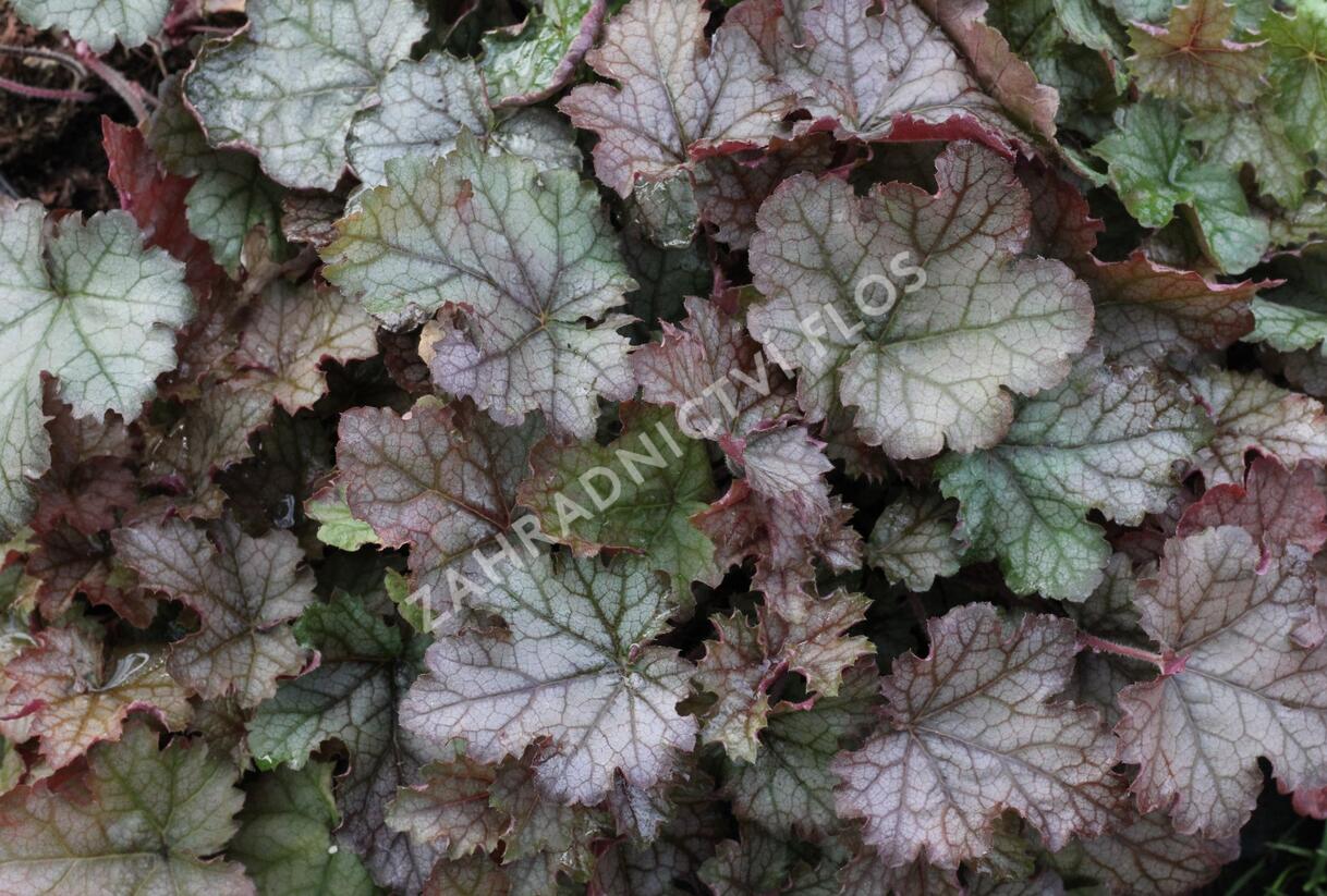 Dlužela 'Cracked Ice' - Heucherella hybrida 'Cracked Ice'