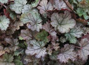 Dlužela 'Cracked Ice' - Heucherella hybrida 'Cracked Ice'