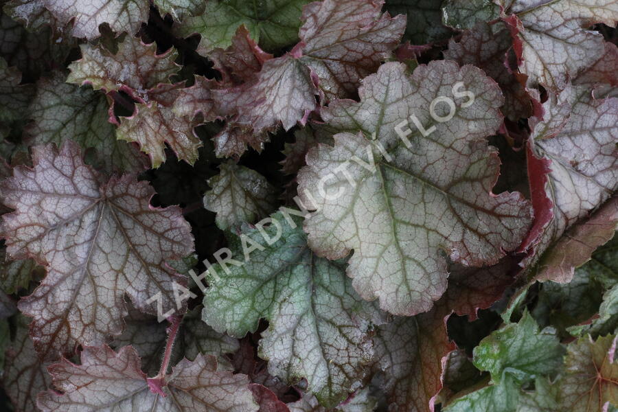 Dlužela 'Cracked Ice' - Heucherella hybrida 'Cracked Ice'