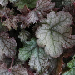 Dlužela 'Cracked Ice' - Heucherella hybrida 'Cracked Ice'