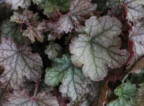 Dlužela 'Cracked Ice' - Heucherella hybrida 'Cracked Ice'