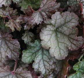 Dlužela 'Cracked Ice' - Heucherella hybrida 'Cracked Ice'