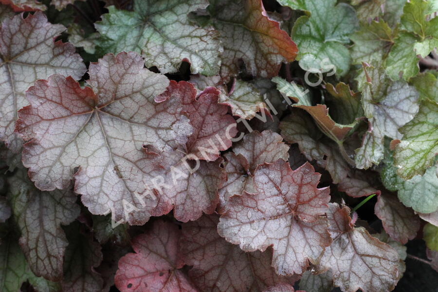 Dlužela 'Cracked Ice' - Heucherella hybrida 'Cracked Ice'