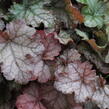 Dlužela 'Cracked Ice' - Heucherella hybrida 'Cracked Ice'