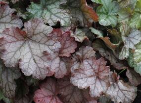 Dlužela 'Cracked Ice' - Heucherella hybrida 'Cracked Ice'