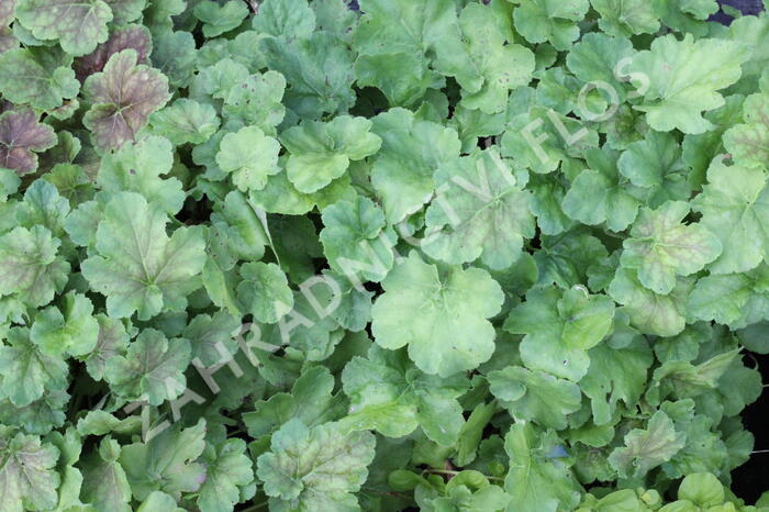 Dlužicha 'Miracle' - Heuchera villosa 'Miracle'