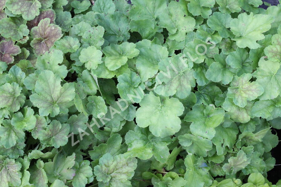 Dlužicha 'Miracle' - Heuchera villosa 'Miracle'