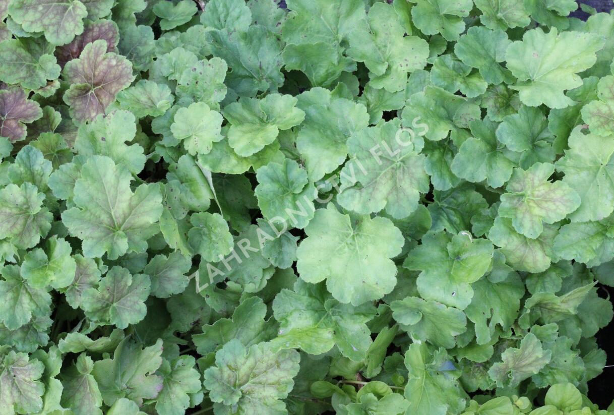 Dlužicha 'Miracle' - Heuchera villosa 'Miracle'