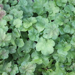 Dlužicha 'Miracle' - Heuchera villosa 'Miracle'