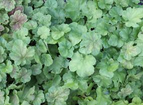 Dlužicha 'Miracle' - Heuchera villosa 'Miracle'