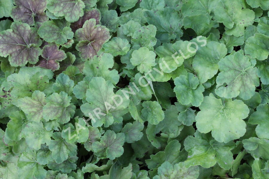Dlužicha 'Miracle' - Heuchera villosa 'Miracle'