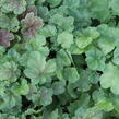 Dlužicha 'Miracle' - Heuchera villosa 'Miracle'