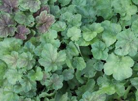 Dlužicha 'Miracle' - Heuchera villosa 'Miracle'