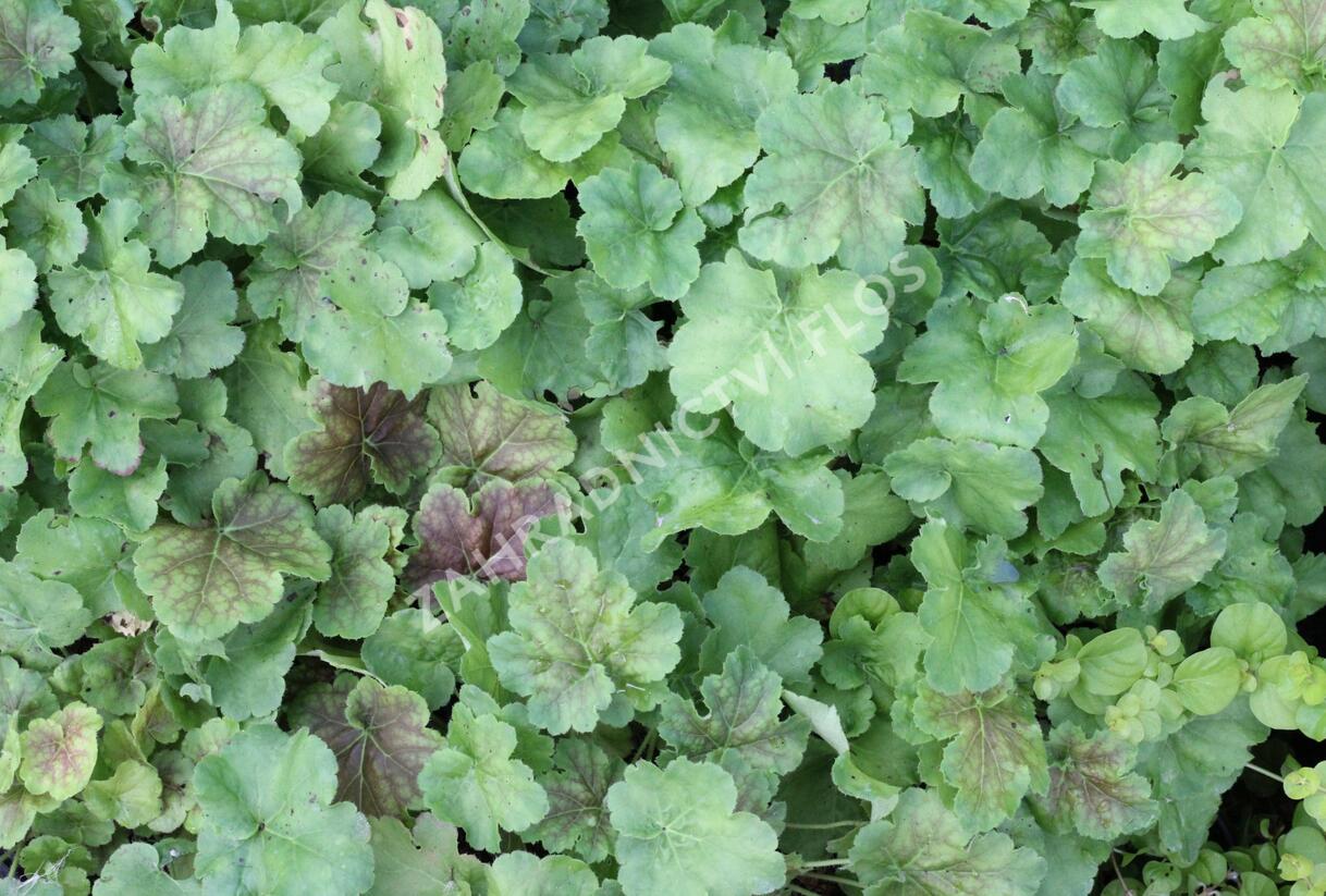 Dlužicha 'Miracle' - Heuchera villosa 'Miracle'