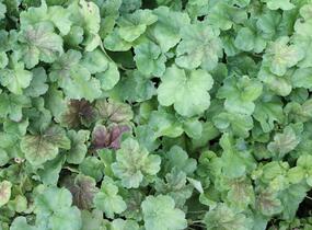 Dlužicha 'Miracle' - Heuchera villosa 'Miracle'